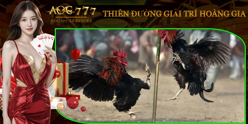 da-ga-alo-789-gioi-thieu