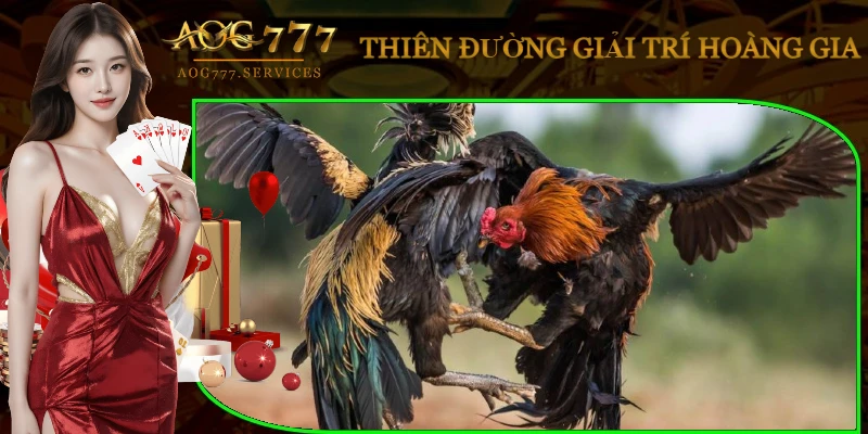 da-ga-alo-789-meo-choi