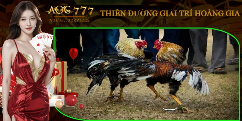 hinh-thuc-da-ga-binh-luan-vien-thomo