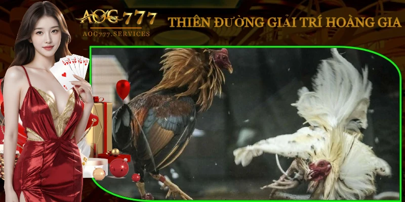 soi-keo-da-ga-binh-luan-vien