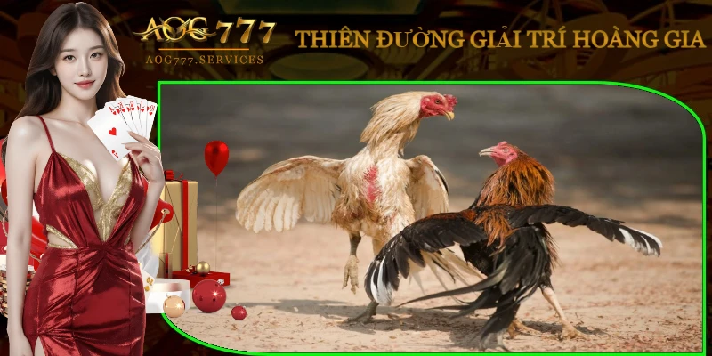 thong-tin-tong-hop-da-ga-campuchia-moi-nhat