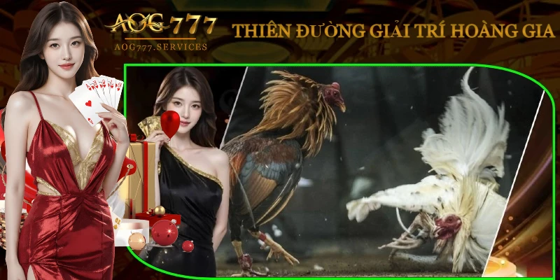 app-da-ga-truc-tiep-tk88