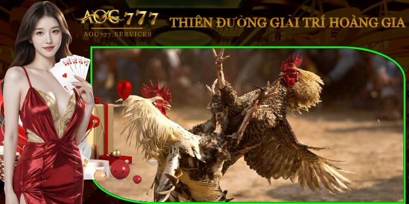 binh-luan-vien-chuyen-nghiep-cam67