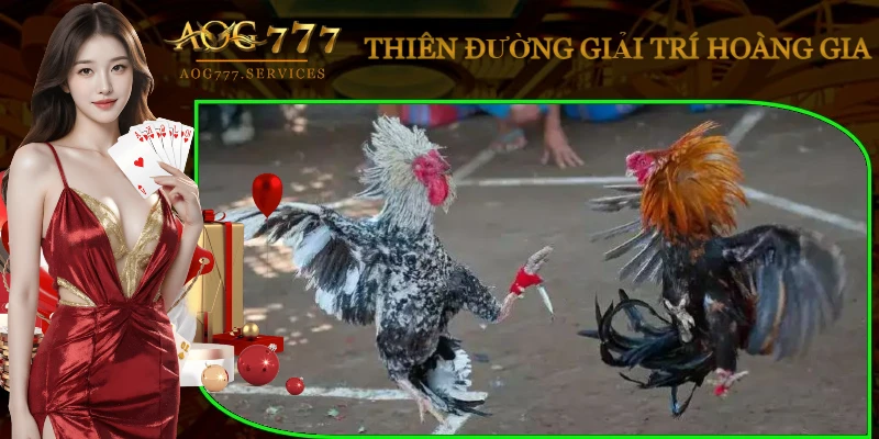 giai-dau-da-ga-cua-dao-sat-thuong-cao
